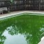 why do pools go green brady s pool spa