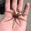 wolf spiders dock spiders or fishing