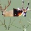 antler growth cycle deer ecology