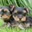 life expectancy of a yorkie and why it