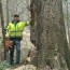 greenleaf tree removal
