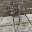 facts about dock spiders cottage tips