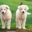 great pyrenees size chart growth