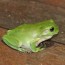 common green tree frog environment