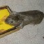 how to get mice out of the garage