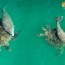 green sea turtle helps nurture a baby