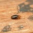 ways to find bed bugs during the