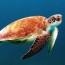 green sea turtle highbrow