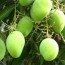 raw green mango at best price in