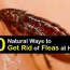 smart guide for getting rid of fleas