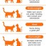 what do cats eat cat t chart and
