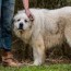 great pyrenees growth chart weight