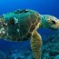 how long do sea turtles live all about