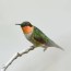 ruby throated hummingbird nikon d7200
