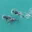 whales wildlife drones icy strait