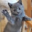 chartreux kittens we breed show and