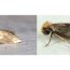 clothes moths identification guide