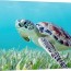 hawaii green sea turtle chelonia