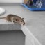 how to get rid of mice the home depot