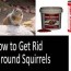 how to get rid of ground squirrels top