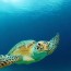 a day in the life of a green sea turtle