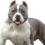 american bully size chart growth and