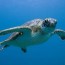 7 species of sea turtles sea life