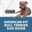 american pit bull terrier size guide