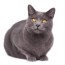 chartreux cat breed profile cat world