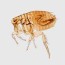 14 home remes to get rid of fleas
