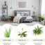 the best houseplants for every room