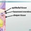 epithelial tissue function types and