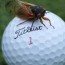 golf ball hits insect on the green