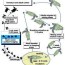 the sea turtle life cycle source