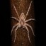 20 facts about the dock spiders that
