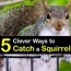 5 clever ways to catch a squirrel