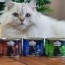 review wild freedom wet cat food