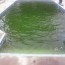 my pool green fixing murky water
