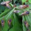 cicadas 2021 billions of brood x bugs
