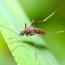 organic mosquito tick control