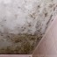 household mold where to find mold in