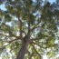 huge pecan tree that existed before the