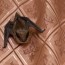 prevent bats in your house catseye