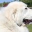 great pyrenees size guide how big do