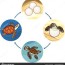life cycle sea turtle sequence stages