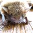 bat removal and bat exclusion services
