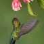 cute fiery throated hummingbird