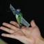 hummingbird robot using ai to go soon
