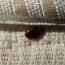 bed bug infestation all that you need