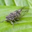 the secret behind that cicada sound